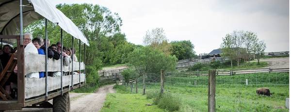 På traktortur rundt for at se Bisoner.