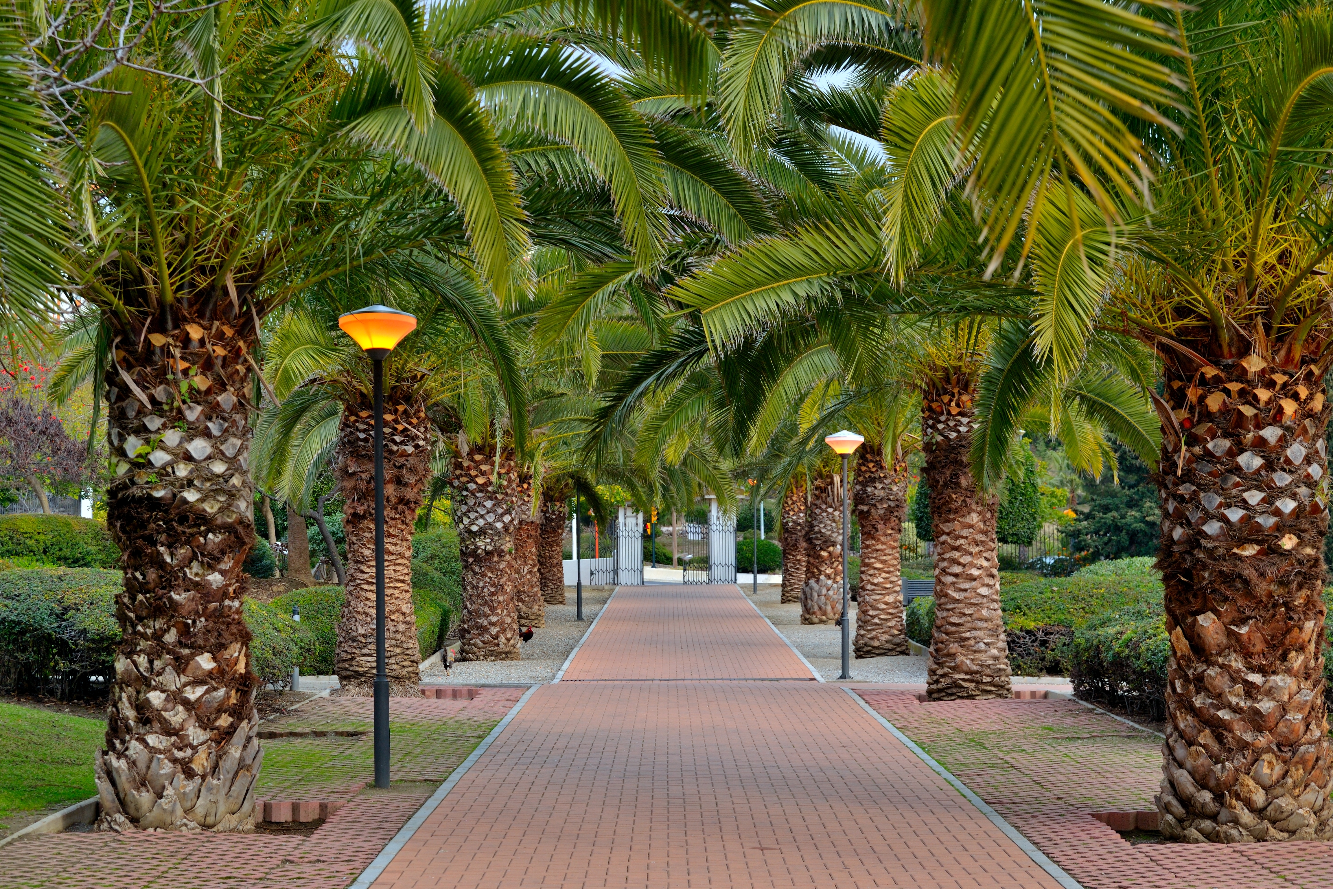 Palmeallé i byens park i Benalmadena i Andalusien i Spanien.