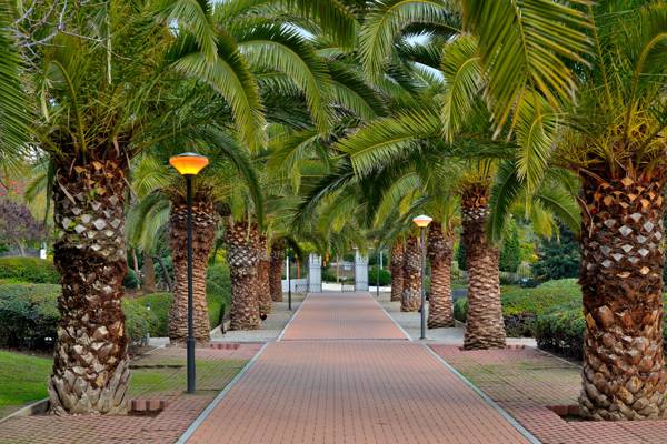 Palmeallé i byens park i Benalmadena i Andalusien i Spanien.