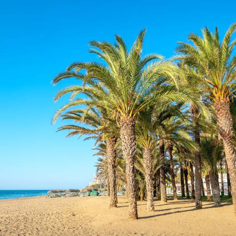 Palmer på stranden ved Torremolinos i Spanien.