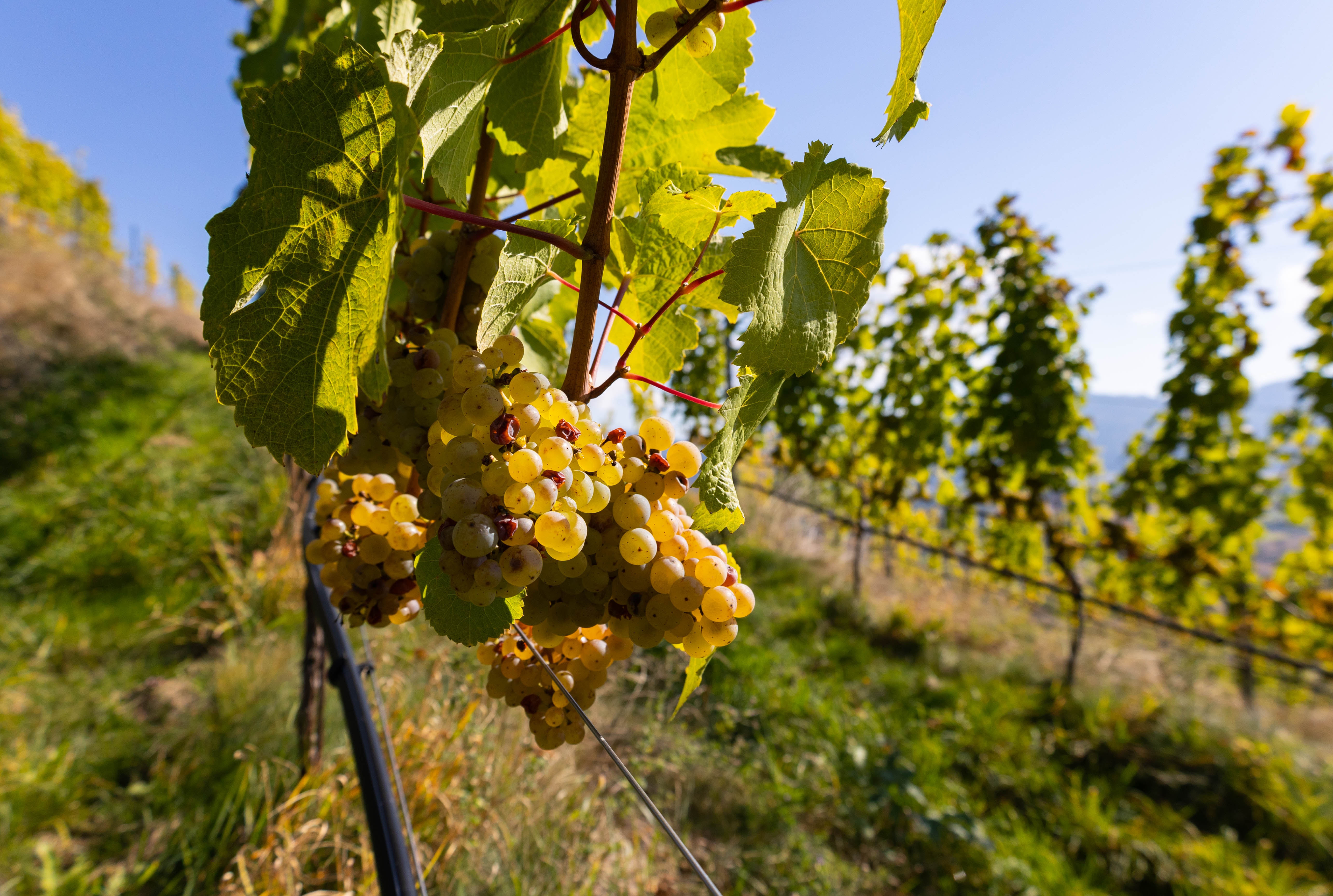 Vindruer i Taggenbrunn i Østrig.
