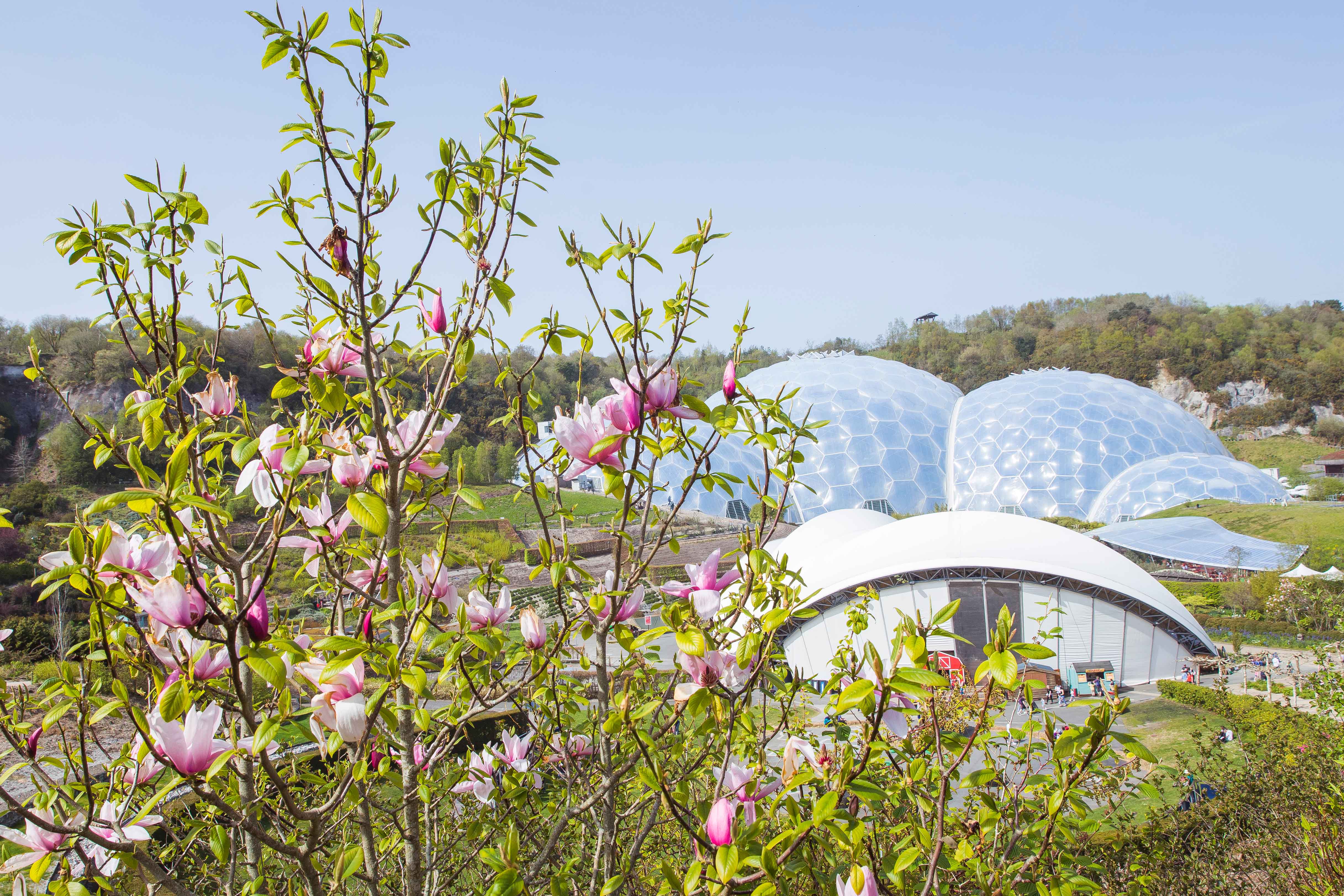 Det spektakulære drivhus-kupler i The Eden Projekt i England.