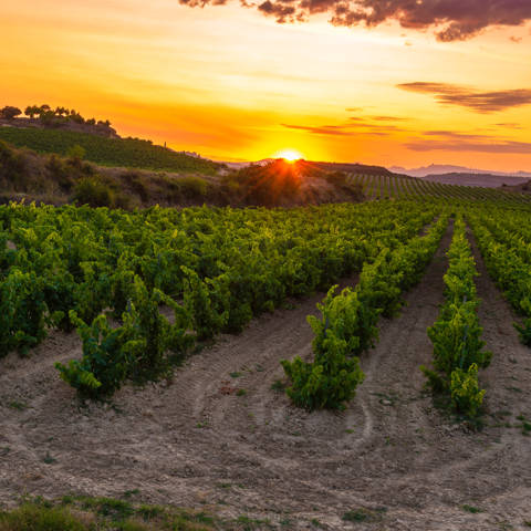Solnedgang over vinmarkerne i Rioja i Spanien.