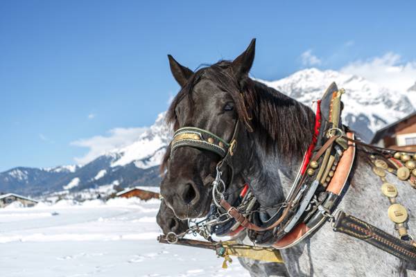 To heste, der er klar til at trække en kane om vinteren i Østrig.