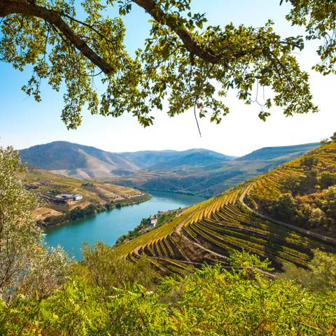 Douro-floden mellem vinmarker på terrasser i det nordlige Portugal.
