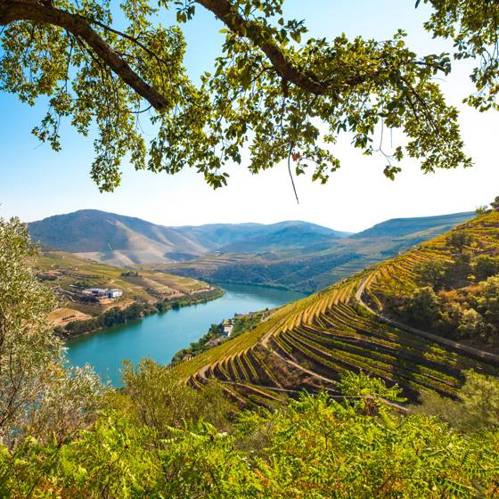 Douro-floden mellem vinmarker på terrasser i det nordlige Portugal.