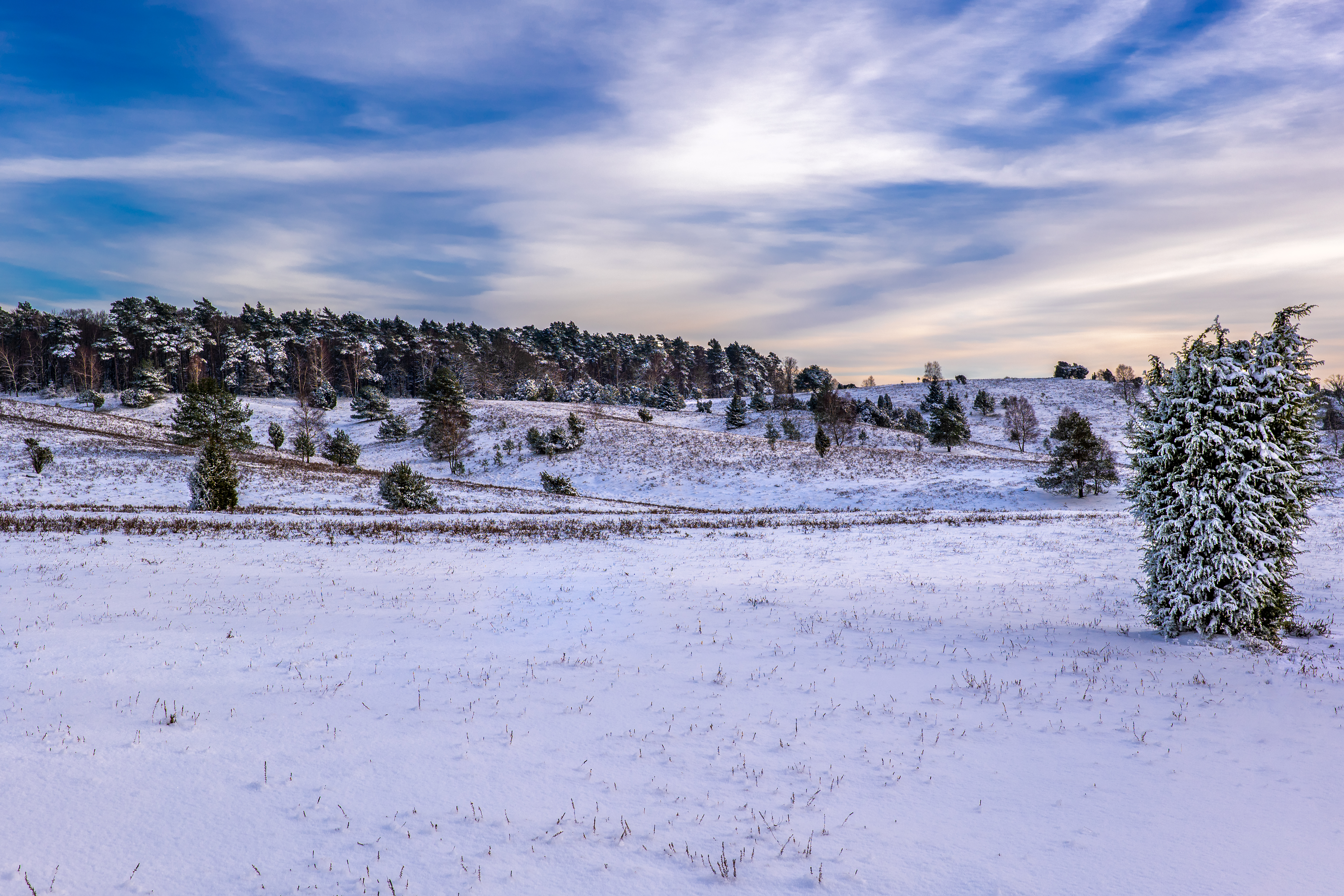 Sneklædte hedelandskaber ved Lüneburger Heide i Nordtyskland.