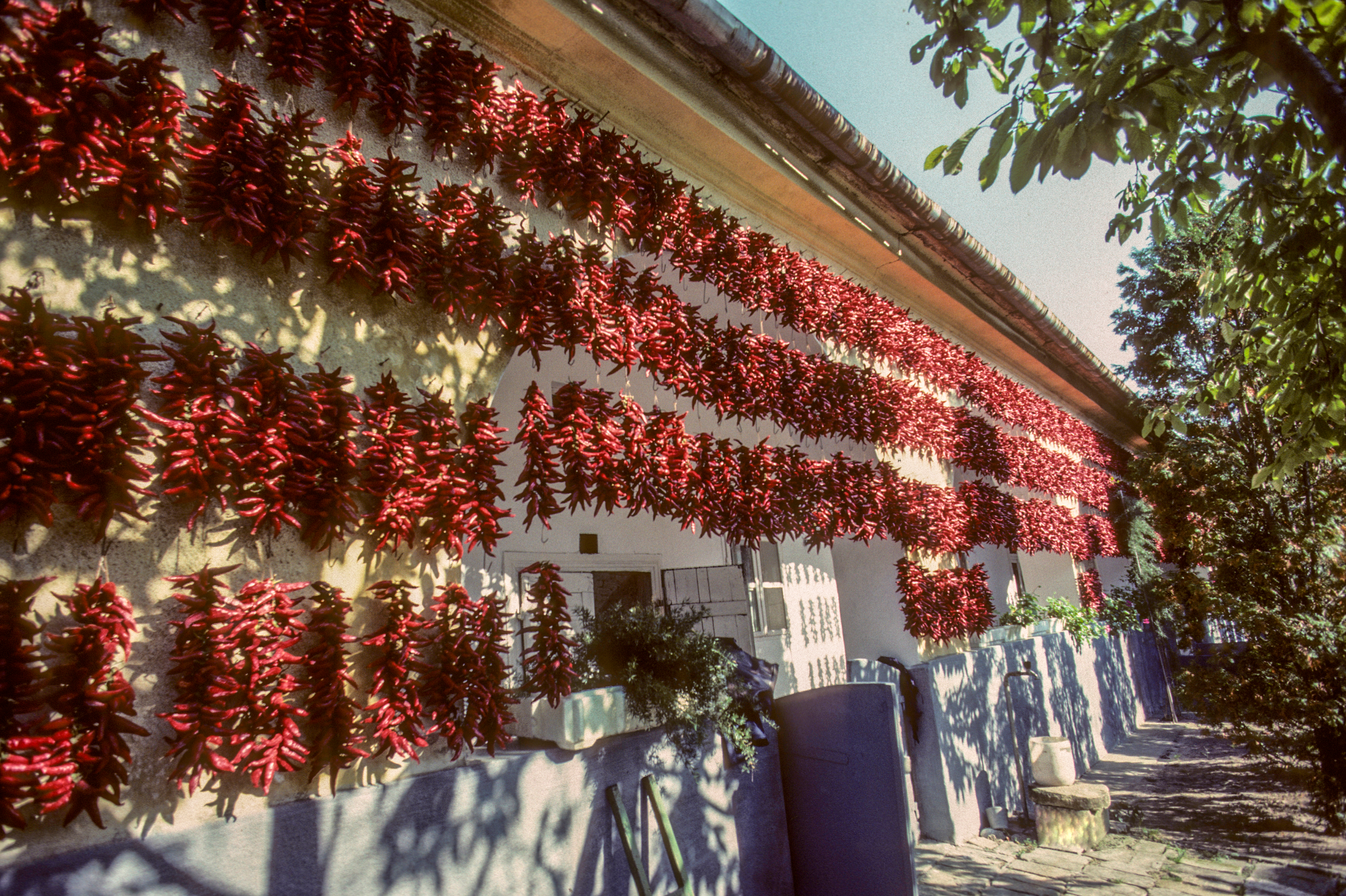 Ungarn Paprika Produktion.