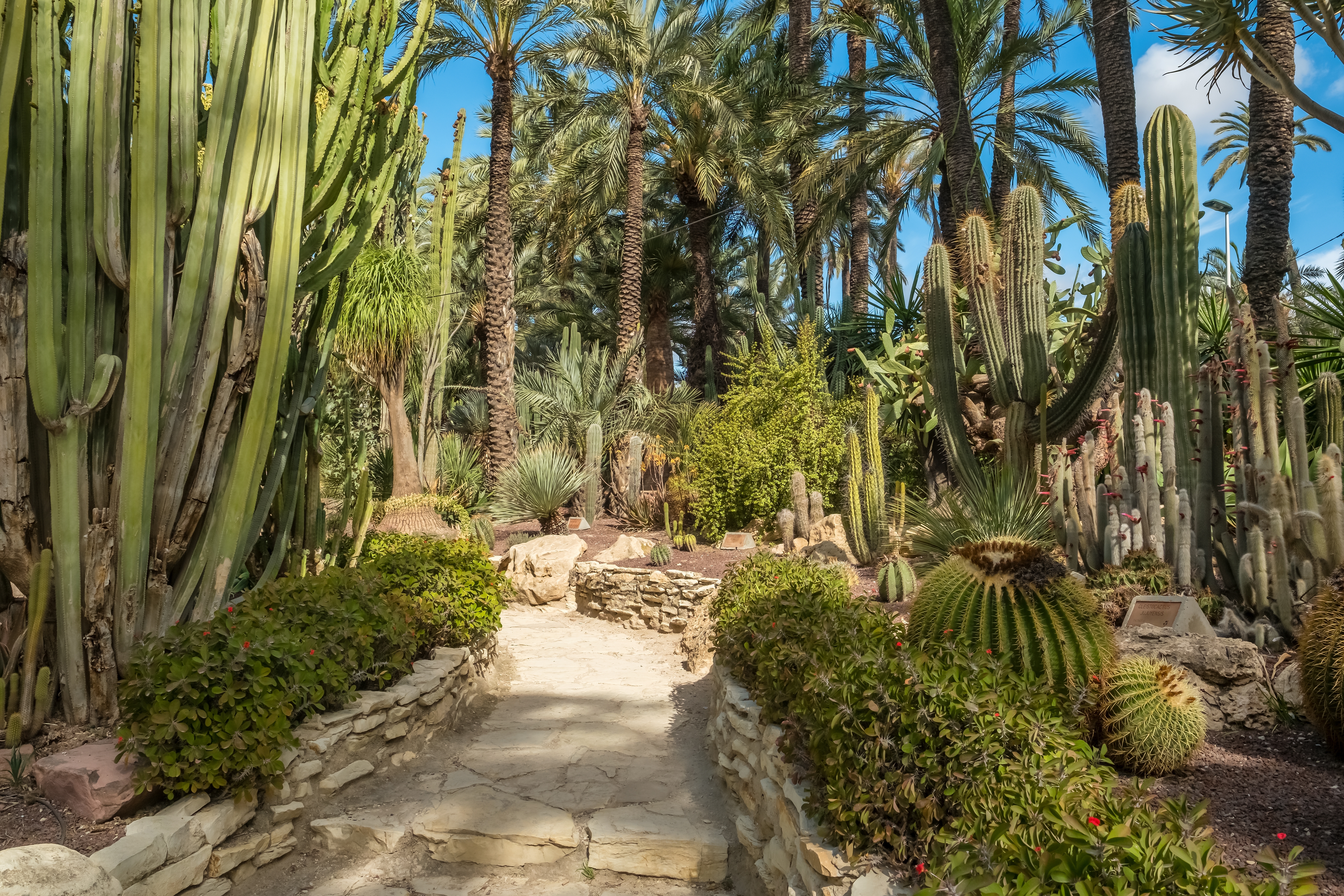 Sti i den botaniske have, Huerto del Cura, i Elche i Alicante i Spanien.