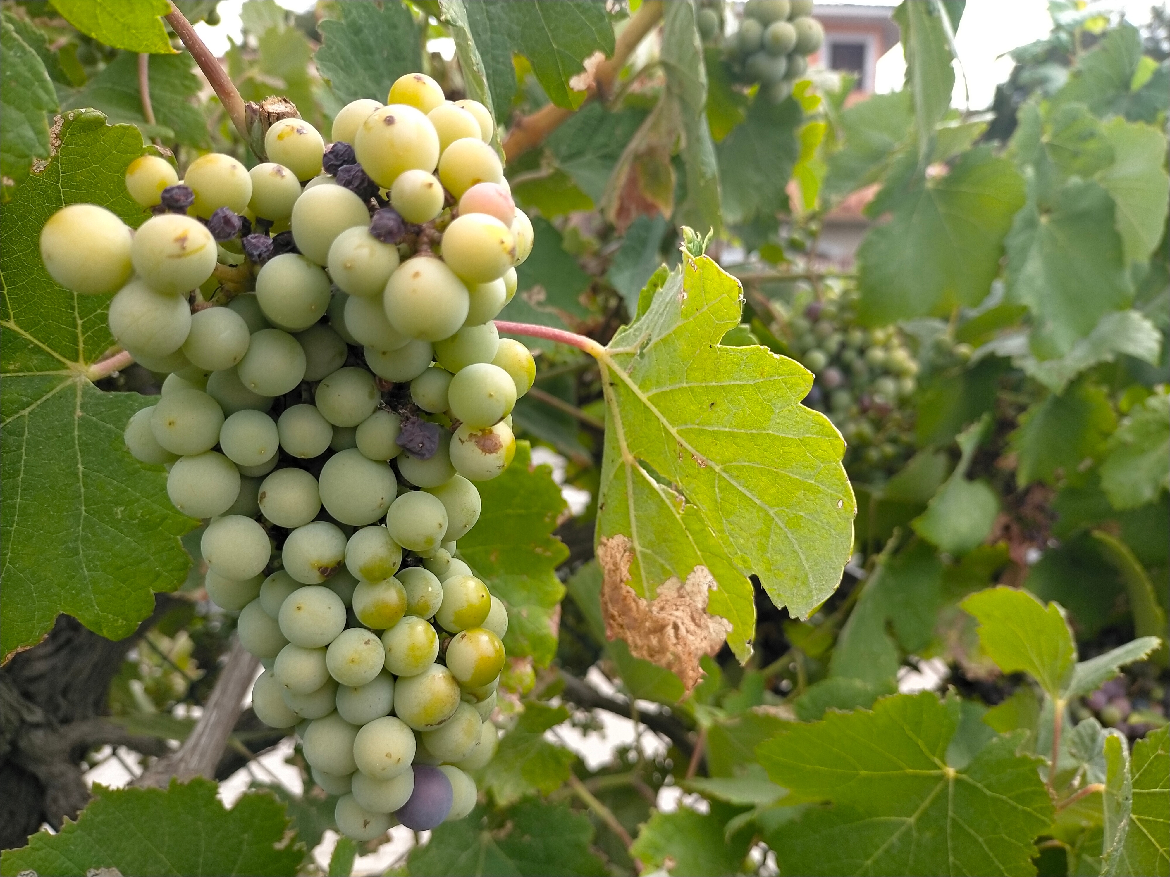  Vindruer fra vinområdet i Emporda i Girona, Spanien. 