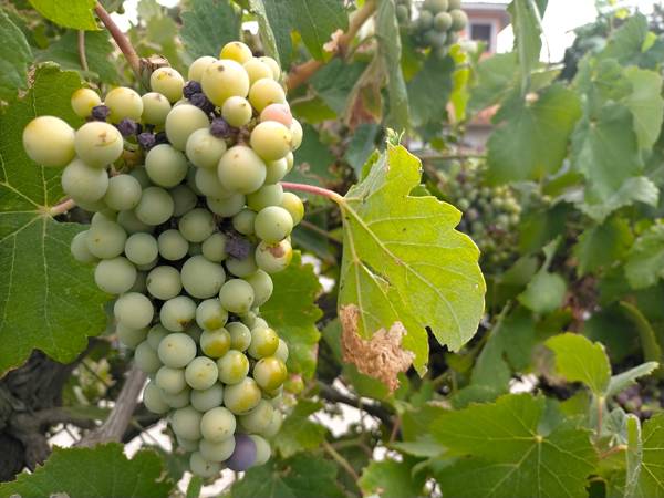 Vindruer fra vinområdet i Emporda i Girona, Spanien.