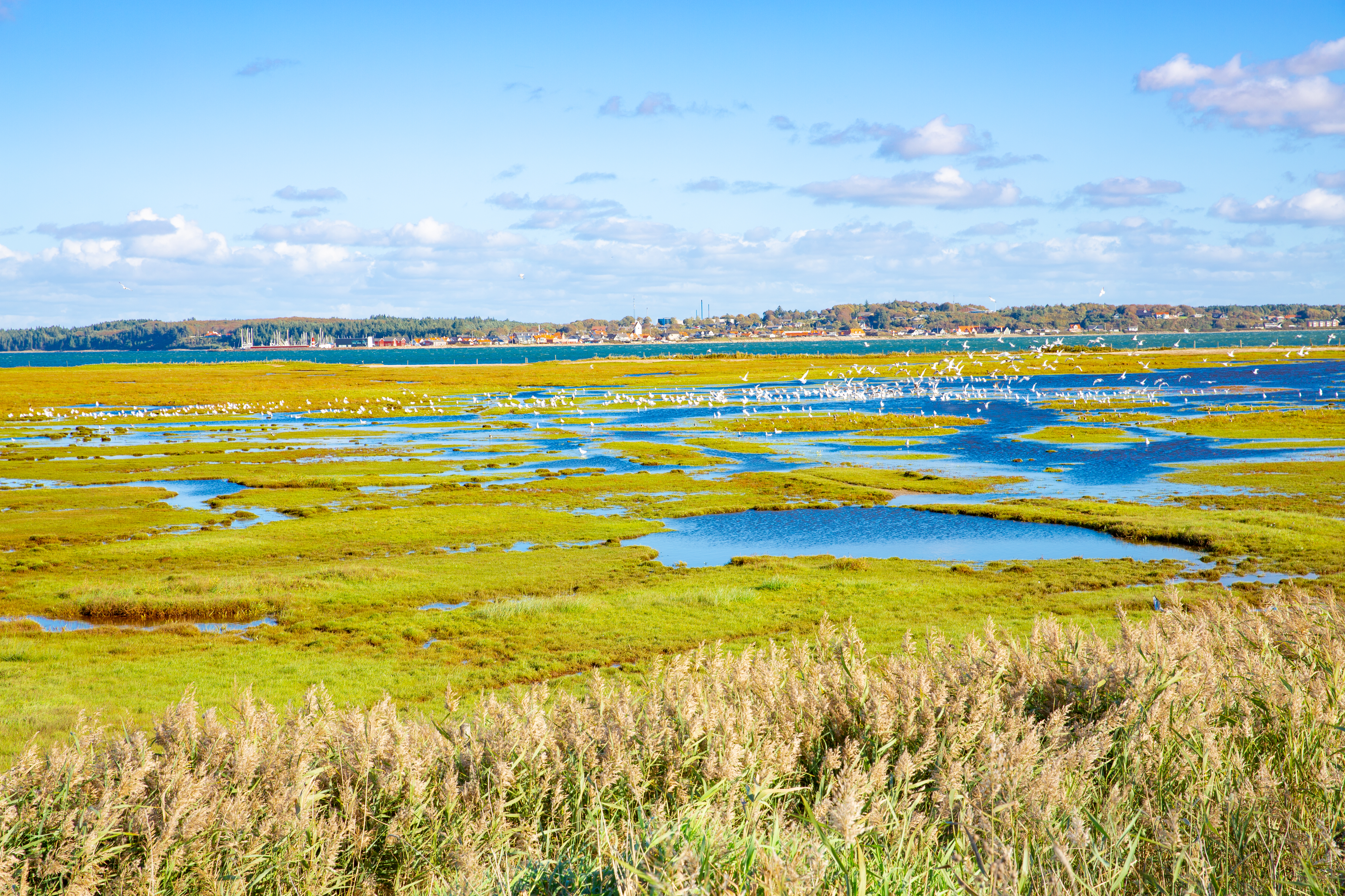 Limfjorden i Danmark.