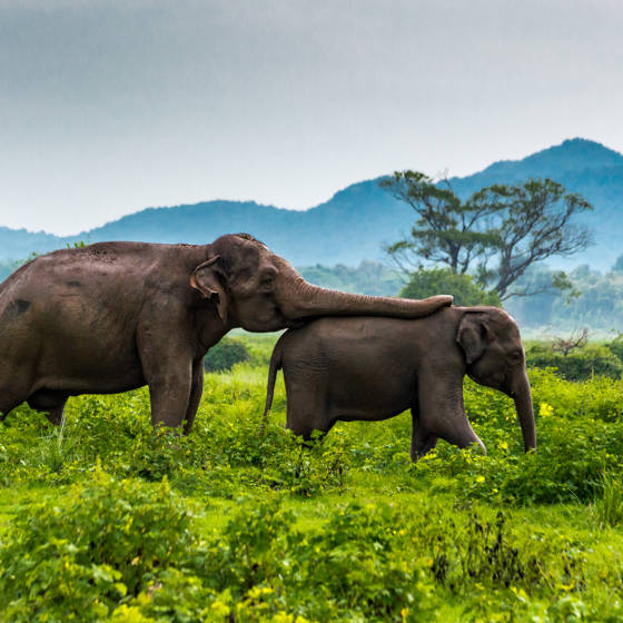 Elefanter, mor og unge, i en nationalpark i Sri Lanka.