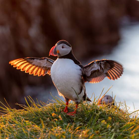 Faeroererne Soepapegoeje.