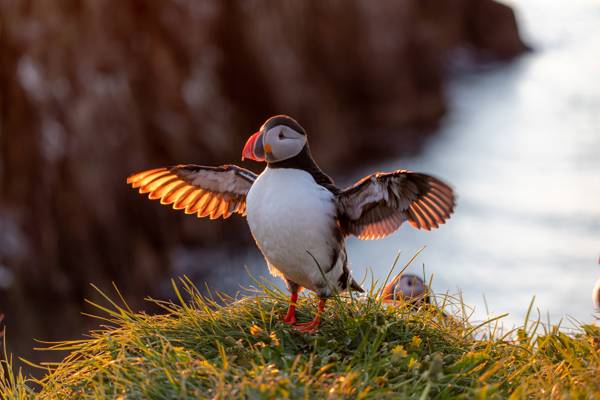 Faeroererne Soepapegoeje.