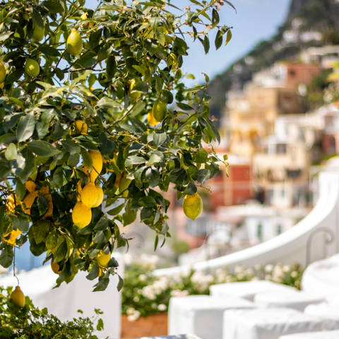 Citrontræ med modne frugter ved Amalfikysten i Italien.