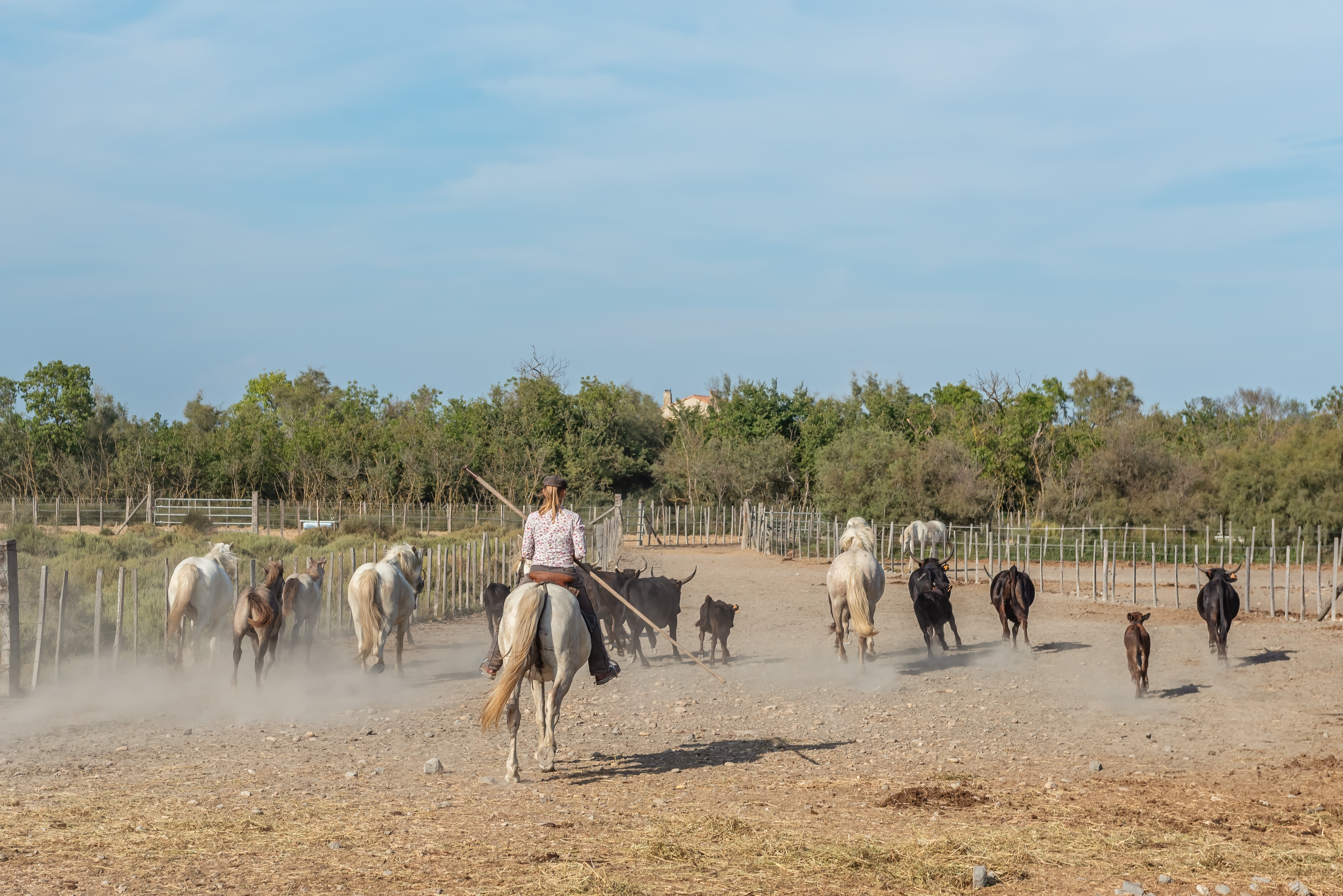 Cowboy på en karakteristisk hvid Camargue-hest driver en flok kvæg i Camargue i Frankrig.