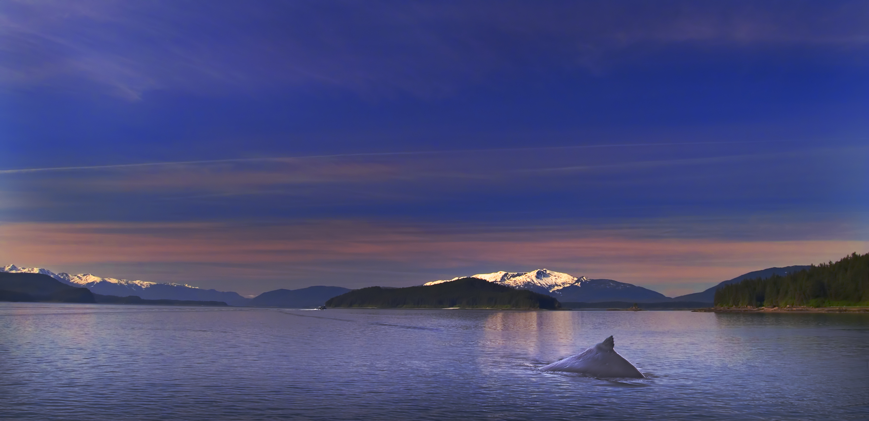 Pukkelhval bryder vandoverfladen i havet ud for Alaskas kyst.