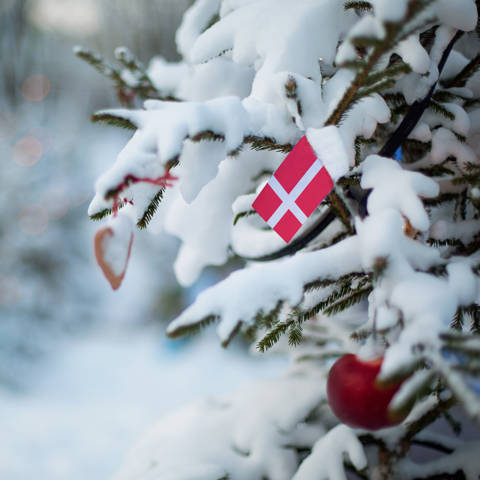 Et lille dannebrog på en snedækket grangren.