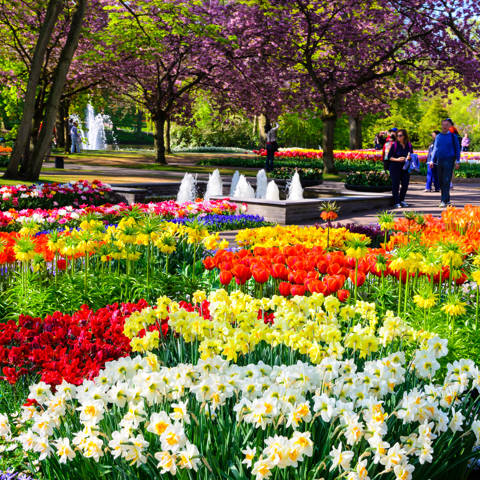 Blomsterparken Keukenhof i Holland.