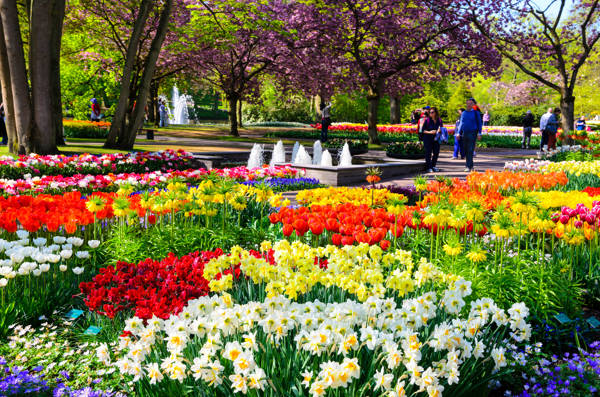 Blomsterparken Keukenhof i Holland.