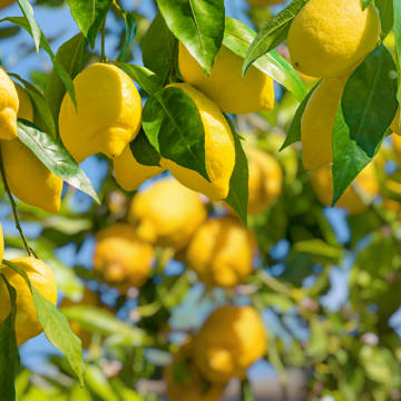 Gren, der er fyldt med modne citroner i Limone i Italien.