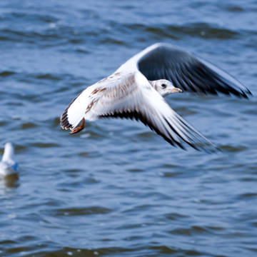 Måge, der flyver hen over havoverfladen.