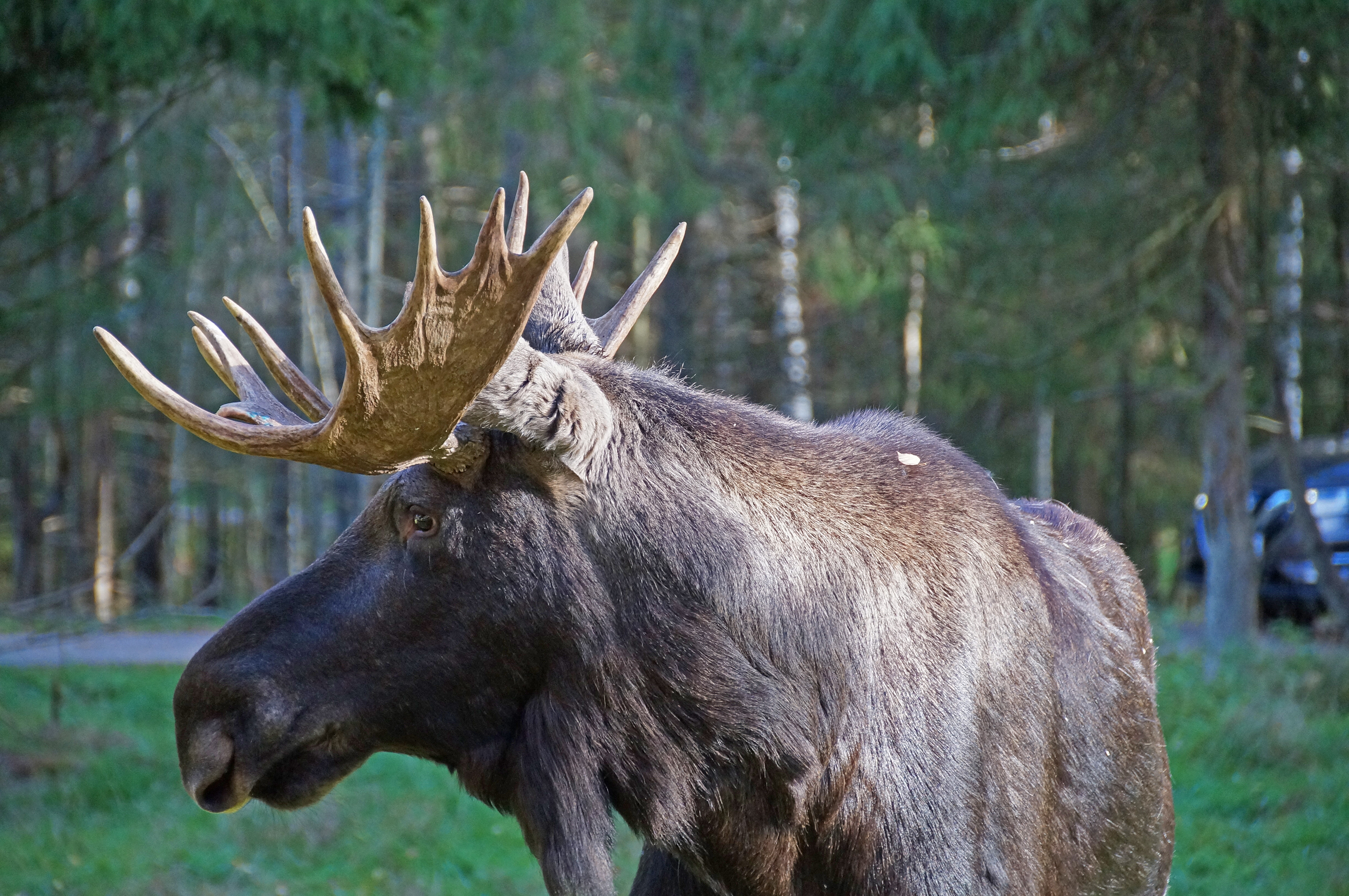 Elg i safariparken ved Markaryd i Sverige.