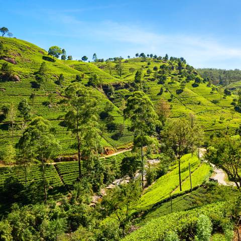 Teplantager på terrasser på skråningerne i Sri Lanka.