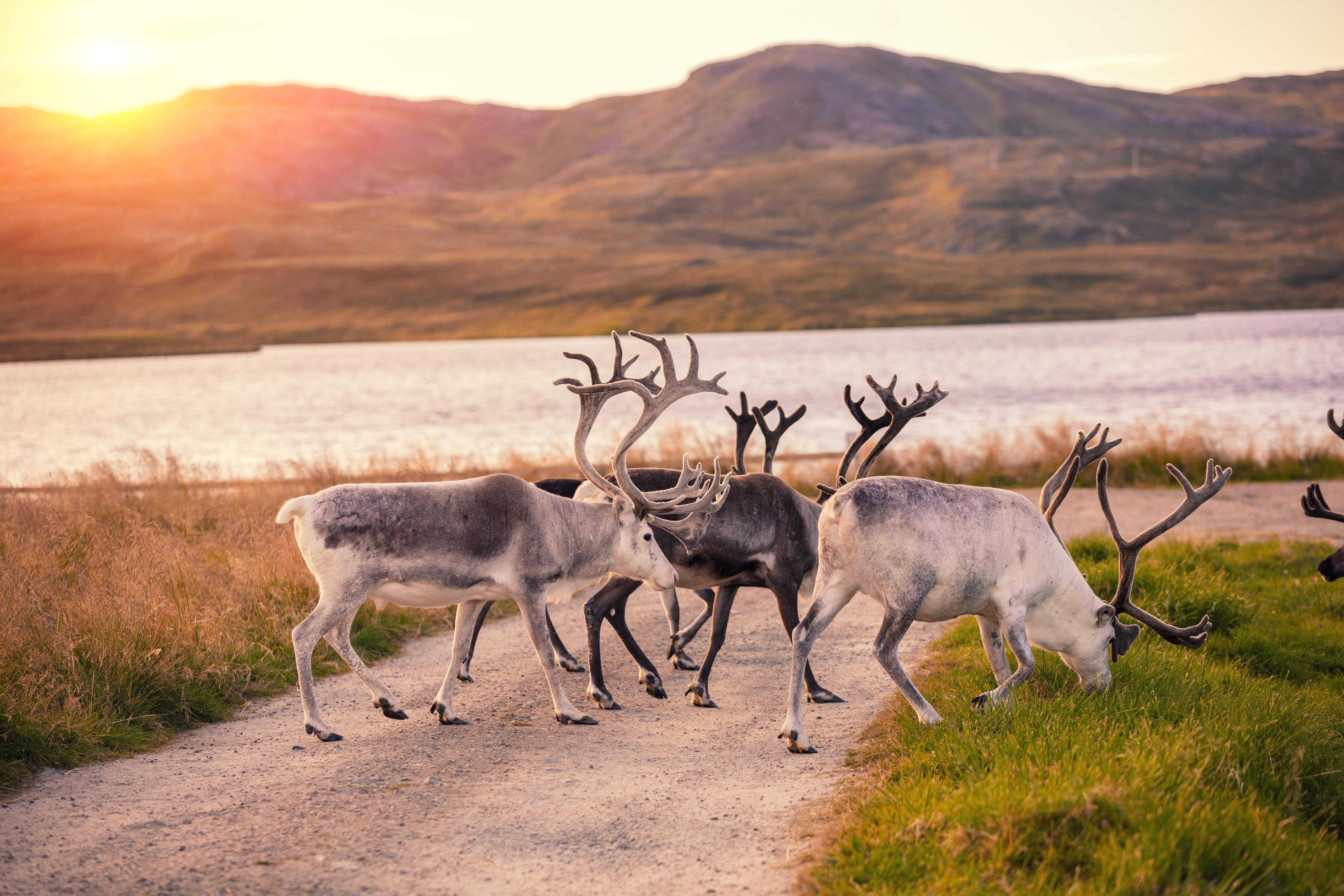 Rensdyr ved grusvej i Nordnorge.