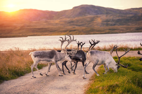 Rensdyr ved grusvej i Nordnorge.