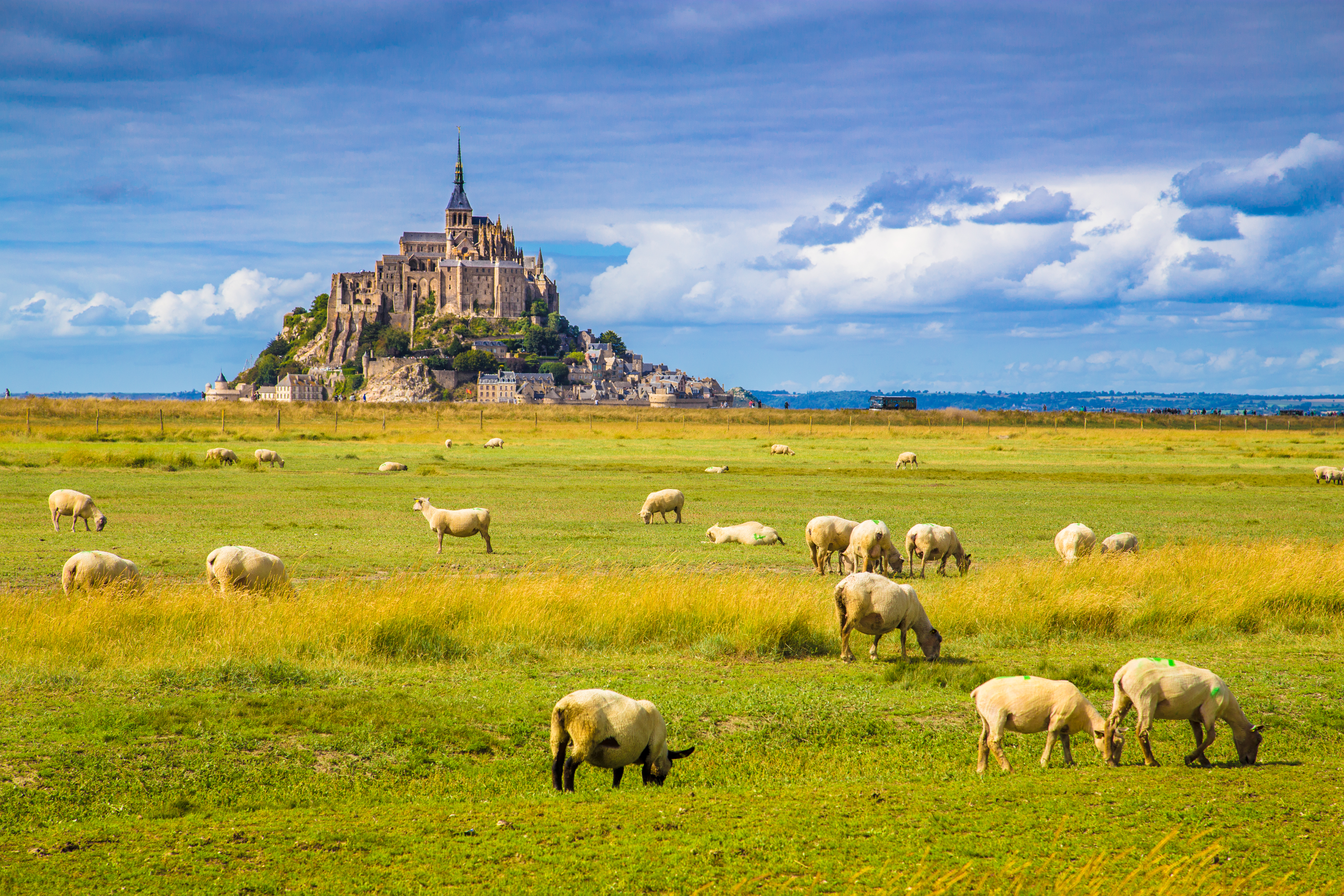 Græssende får med Mont Saint-Michel i baggrunden.