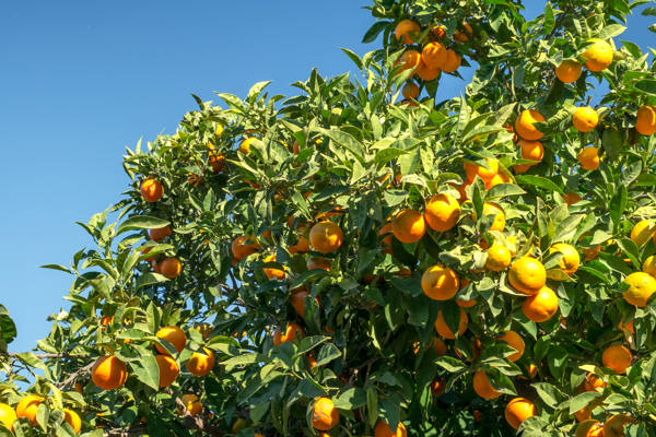 Kronen af et appelsintræ, der er fyldt med modne appelsiner.
