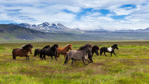 Hesteflok på Island.