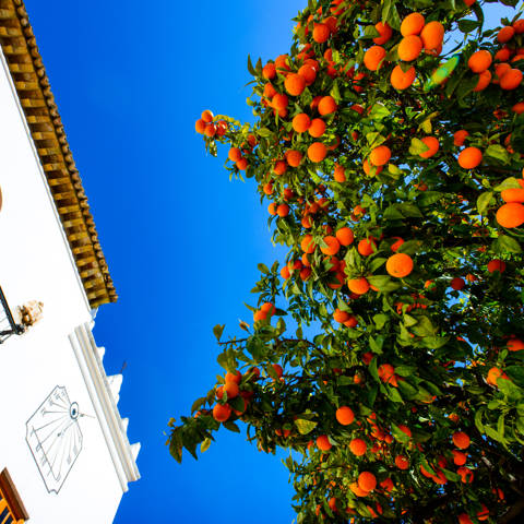 Appelsiner på et træ og blå himmel i baggrunden i Marbella i Andalusien i Spanien.