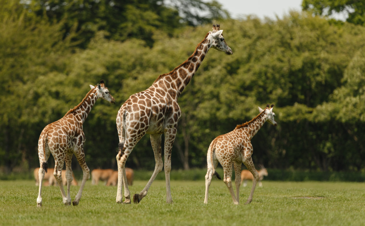 Tre giraffer, en voksen og to unger, i Knuthenborg Safaripark.