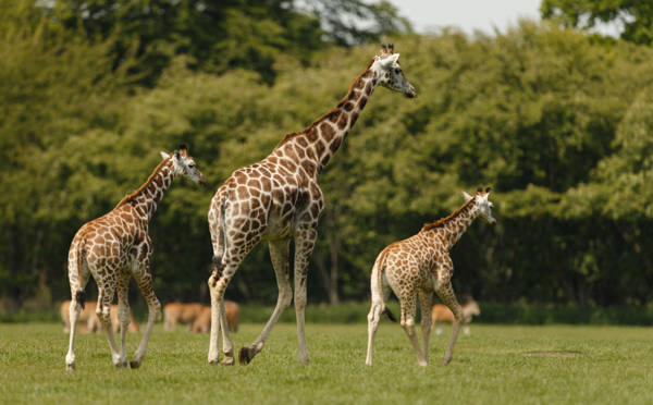 Tre giraffer, en voksen og to unger, i Knuthenborg Safaripark.