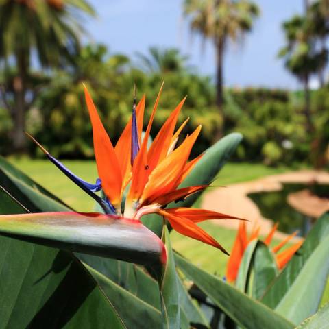 Paradisfugleblomst på øen Madeira.