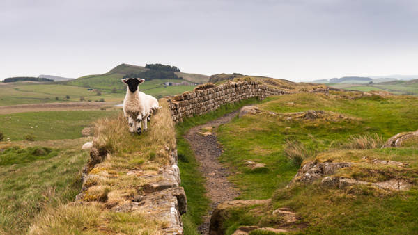 Et får står på Hadrians Mur i Northumberland i England.