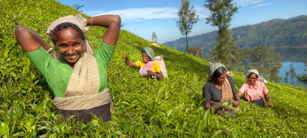 Teplukkere på en plantage i Sri Lanka.